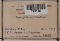 Lycogala epidendrum image